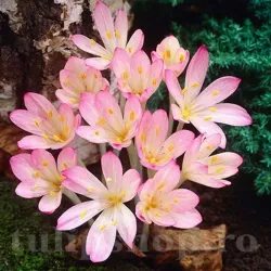 Bulbi Branduse Cilicicum (Colchicum)