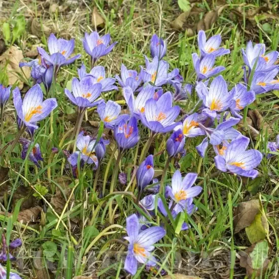floare brandusa conqueror albastru violet