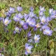 floare brandusa conqueror albastru violet
