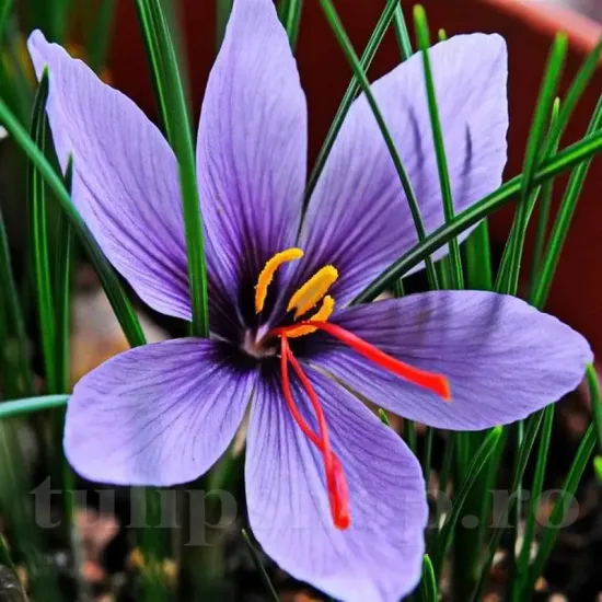 Bulbi Branduse Sativus Sofran (Crocus) floare brandusa de toamna sofran violet