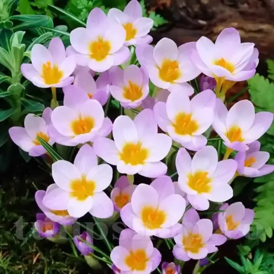 Bulbi Branduse Sieberi Firefly (Crocus) floare brandusa firefly lila centru galben