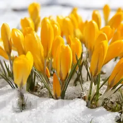 Bulbi Branduse Golden Yellow (Crocus) Bulbi Branduse Golden Yellow (Crocus)