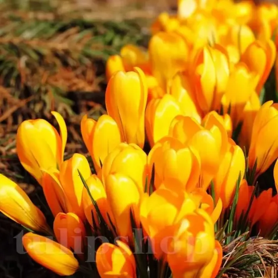 Bulbi Branduse Golden Yellow (Crocus) floare brandusa golden yellow galben auriu
