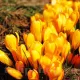 Bulbi Branduse Golden Yellow (Crocus) floare brandusa golden yellow galben auriu