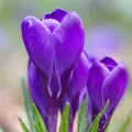 Bulbi Branduse Grand Maitre (Crocus)