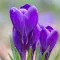 Bulbi Branduse Grand Maitre (Crocus)