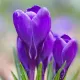 Bulbi Branduse Grand Maitre (Crocus) floare brandusa grand maitre lavanda