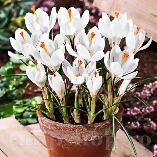 Bulbi Branduse Ice Queen (Crocus) floare brandusa ice queen alb imaculat