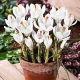 Bulbi Branduse Ice Queen (Crocus) floare brandusa ice queen alb imaculat