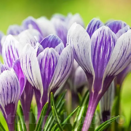 Bulbi Branduse King of Striped (Crocus) floare brandusa king of stripes dungata