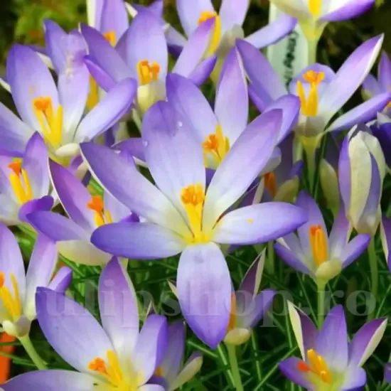 floare brandusa lilac beauty lila pastel