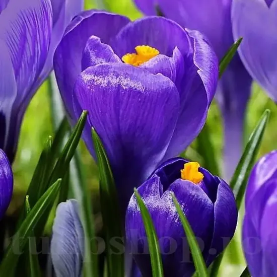 Bulbi Branduse Remembrance (Crocus) floare brandusa remembrance violet inchis