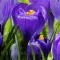 Bulbi Branduse Remembrance (Crocus)