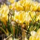 Bulbi Branduse Romance (Crocus) floare brandusa romance galben crem