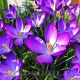Bulbi Branduse Ruby Giant (Crocus) floare brandusa ruby giant violet purpuriu