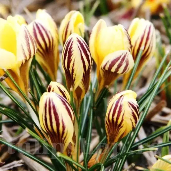 Bulbi Branduse Saturnus (Crocus) floare brandusa saturnus galben dungat