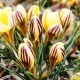 Bulbi Branduse Saturnus (Crocus) floare brandusa saturnus galben dungat