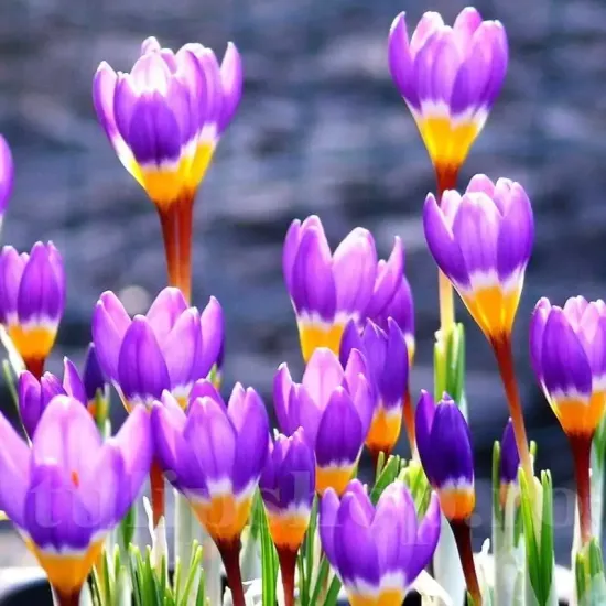 floare brandusa tricolor violet alb galben
