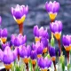 floare brandusa tricolor violet alb galben