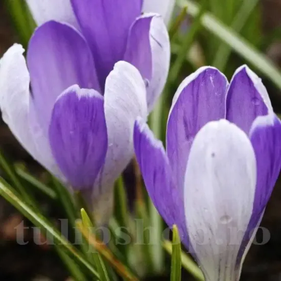 floare brandusa vanguard argintiu violet
