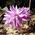 Bulbi Branduse Waterlily (Colchicum)