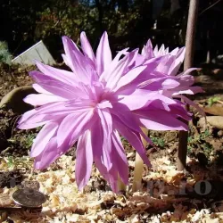 Bulbi Branduse Waterlily (Colchicum)