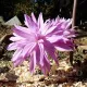 Bulbi Branduse Waterlily (Colchicum) floare brandusa waterlily roz batut