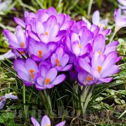 Bulbi Branduse Whitewell Purple (Crocus) Bulbi Branduse Whitewell Purple (Crocus)