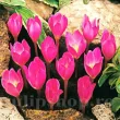 floare brandusa zonatus roz lila 110x110
