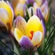 floare crocus advance galben violet