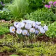 Bulbi Branduse Blue Marlin (Crocus) pachet bulbi branduse blue marlin tulip shop 110x110