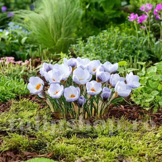 Bulbi Branduse Blue Marlin (Crocus) pachet bulbi branduse blue marlin tulip shop