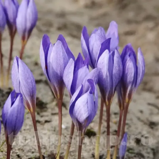 Bulbi Branduse Oxonian (Crocus) pachet bulbi branduse crocus oxonian tulip shop