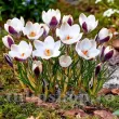 Bulbi Branduse Panda (Crocus) pachet bulbi branduse crocus panda tulip shop 110x110