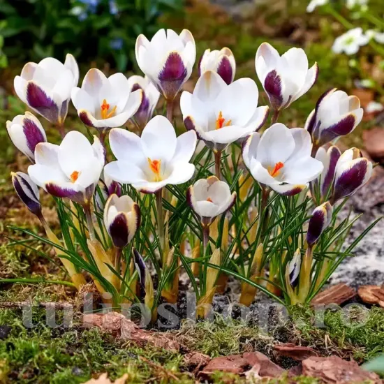 Bulbi Branduse Panda (Crocus) pachet bulbi branduse crocus panda tulip shop