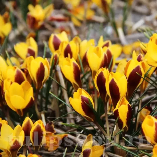 Bulbi Branduse Queen Bee (Crocus) pachet bulbi branduse crocus queen bee tulip shop