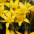 Bulbi Branduse Korolkowii (Crocus) pachet bulbi branduse korolkovii tulip shop 110x110