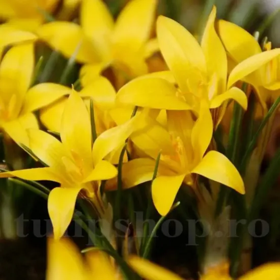 Bulbi Branduse Korolkowii (Crocus) pachet bulbi branduse korolkovii tulip shop