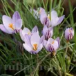 Bulbi Branduse Fontenayi (Crocus) pachet bulbi branduse laevigatus fontenayi tulip shop 110x110