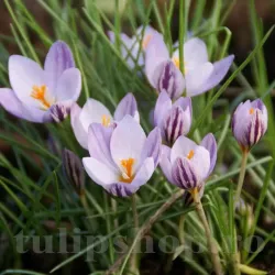 Bulbi Branduse Fontenayi (Crocus)