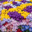 Pachet Bulbi Branduse (Crocus) Premium Mix50 pachet bulbi branduse premium mix50 tulip shop 110x110