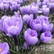pachet bulbi branduse rio grande tulip shop 110x110