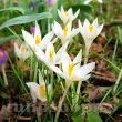 Bulbi Branduse Barr's White (Crocus) pachet bulbi crocus barrs white tulip shop 110x110