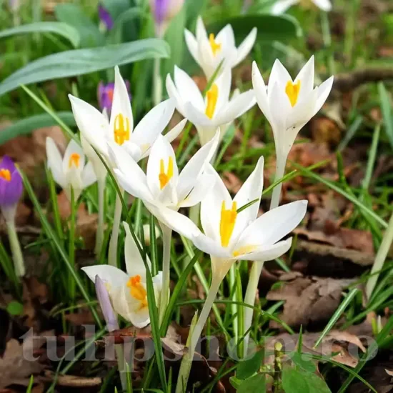 Bulbi Branduse Barr's White (Crocus) pachet bulbi crocus barrs white tulip shop