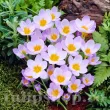 pachet bulbi crocus firefly tulip shop 110x110