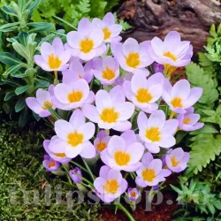 Bulbi Branduse Sieberi Firefly (Crocus) Bulbi Branduse Sieberi Firefly (Crocus)