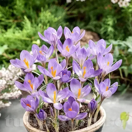 Bulbi Branduse Rosalind (Crocus) pachet bulbi crocus rosalind tulip shop