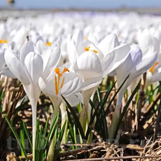 Bulbi Branduse Ice Queen (Crocus) plantare bulbi brandusa alba toamna
