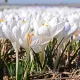 Bulbi Branduse Ice Queen (Crocus) plantare bulbi brandusa alba toamna