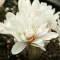 Bulbi Branduse Alboplenum Alba (Colchicum)